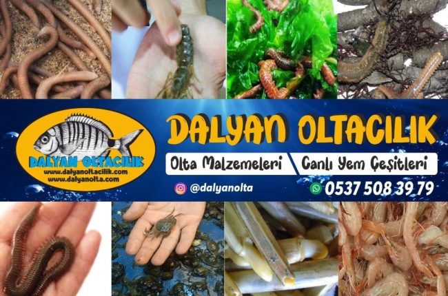 canlı yem, balık avı yarışmaları, Dalyan Oltacılık, canlı çin kurdu, canlı boru kurdu, canlı kırmızı kaya kurdu, canlı yem midye, canlı yem karides, olta, olta takımı, balık avı malzemeleri, Beylikdüzü canlı yem, canlı yem satışı