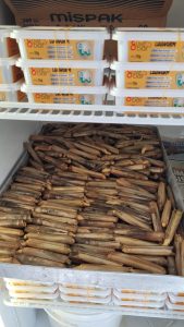 Canlı Yemlerin Önemi ve Dalyan Oltacılık