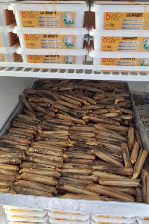 canlı yem, balık avı, Dalyan Oltacılık, boru kurdu, kırmızı kaya kurdu, sülünez, lugworm, çin kurdu, Beylikdüzü canlı yem, Büyükçekmece canlı yem, olta, olta takımı, balık avı malzemeleri, Beylikdüzü Belediyesi, Büyükçekmece Belediyesi, balık avı ekipmanları, canlı yem fiyatları, kaliteli canlı yem