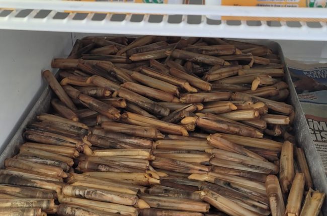 canlı yem, balık avı, Dalyan Oltacılık, boru kurdu, kırmızı kaya kurdu, sülünez, lugworm, çin kurdu, Beylikdüzü canlı yem, Büyükçekmece canlı yem, olta, olta takımı, balık avı malzemeleri, Beylikdüzü Belediyesi, Büyükçekmece Belediyesi, balık avı ekipmanları, canlı yem fiyatları, kaliteli canlı yem