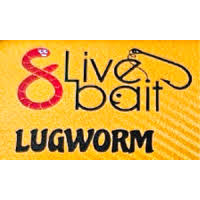 8 Live Bait Lugworm