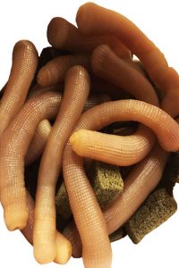 Balıkçılığın Gizli Silahı Canlı Yem Bibi