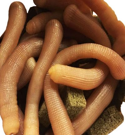 bibi canlı yem, bibi yemi, bibi yem nasıl kullanılır, surf casting bibi yem, bibi yemle balık avı, bibi yemle balık tutma, bibi yem bağlama, bibi yem saklama, bibi yemle hangi balıklar yakalanır, bibi yem nedir, bibi yem nerede bulunur, bibi yem yakalama, bibi yem özellikleri, bibi yem avantajları, bibi yem çeşitleri, deniz balıkları için bibi yem, bibi yem tüyoları, balıkçılıkta bibi yem kullanımı, en iyi bibi yem, bibi yem hazırlama, bibi yem nerede kullanılır