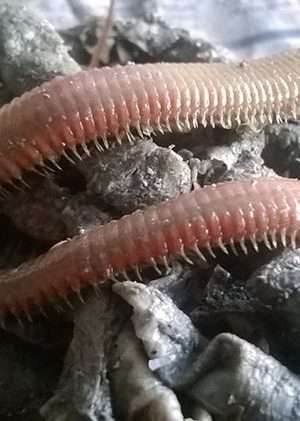 boru kurdu, boru kurdu yem, canlı boru kurdu, boru kurdu fiyatları, boru kurdu satışı, boru kurdu ile balık avı, surf casting yemleri, boru kurdu Dalyan Oltaçılık, en iyi balık yemi boru kurdu, boru kurdu mırmır, boru kurdu eskina, dip balığı yemleri