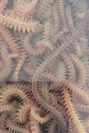 kaya kurdu, kaya kurdu fiyatları, kaya kurdu yem, kaya kurdu nerede bulunur, kaya kurdu satışı, kaya kurdu ile balık avı, kaya kurdu sipariş, kaya kurdu Dalyan Oltaçılık, kaya kurdu cinkurdu.com, surf casting takımları, boncuklu dip takımı, levrek avı kaya kurdu, mırmır avı kaya kurdu, Dalyan Oltaçılık yem çeşitleri, en iyi balık yemi kaya kurdu