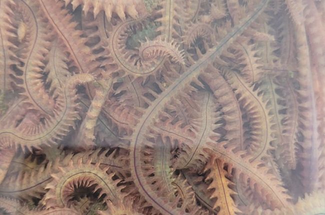 kaya kurdu, kaya kurdu fiyatları, kaya kurdu yem, kaya kurdu nerede bulunur, kaya kurdu satışı, kaya kurdu ile balık avı, kaya kurdu sipariş, kaya kurdu Dalyan Oltaçılık, kaya kurdu cinkurdu.com, surf casting takımları, boncuklu dip takımı, levrek avı kaya kurdu, mırmır avı kaya kurdu, Dalyan Oltaçılık yem çeşitleri, en iyi balık yemi kaya kurdu